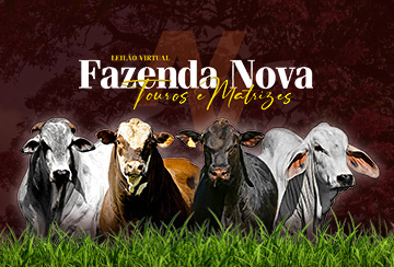 LEILÃO VIRTUAL FAZENDA NOVA - TOUROS E MATRIZES